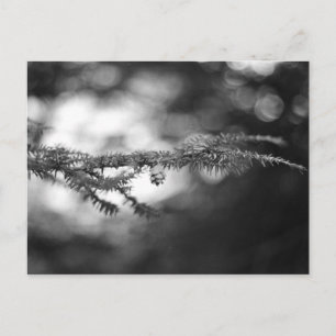Spring Hope Pinecone Postcard Postkarte