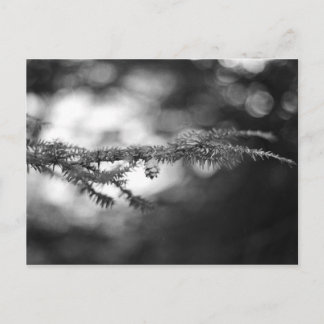 Spring Hope Pinecone Postcard Postkarte