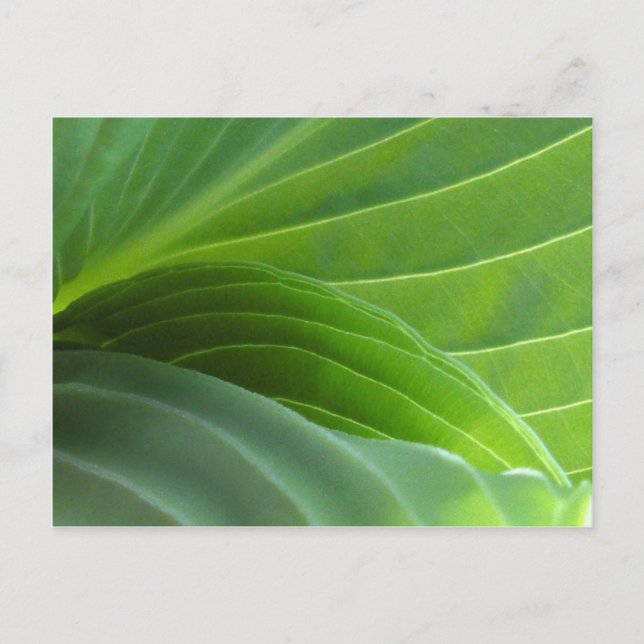 Spring Hosta Postkarte (Vorderseite)