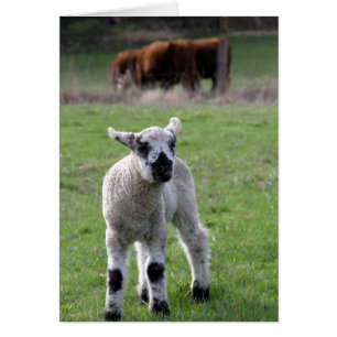 Spring lamb