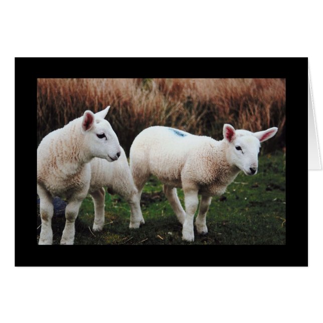Spring lamb (Devant horizontal)