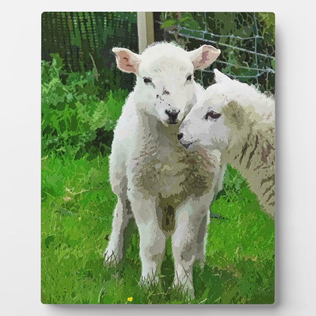 SPRING LAMBS FOTOPLATTE (Vorderseite)