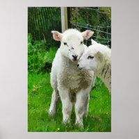 SPRING LAMBS