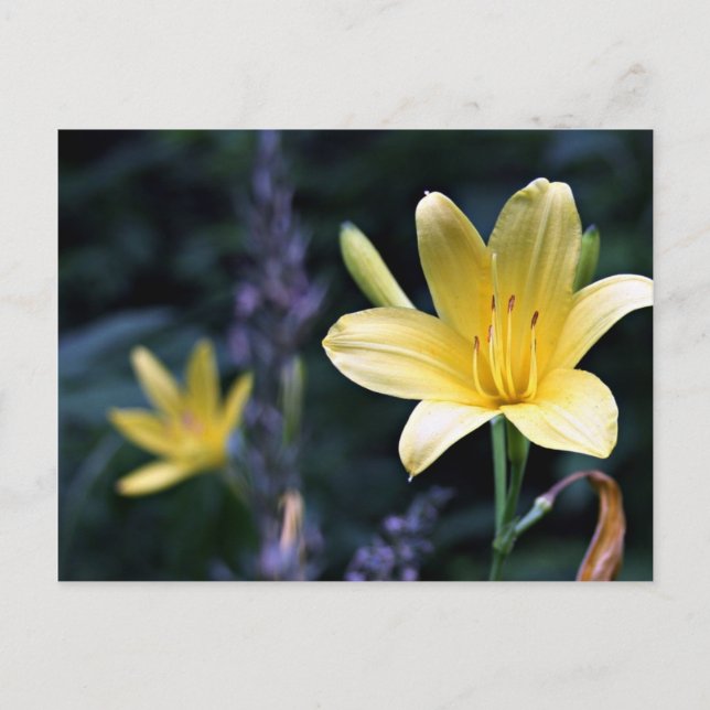 Spring Lilies Postcard Postkarte (Vorderseite)