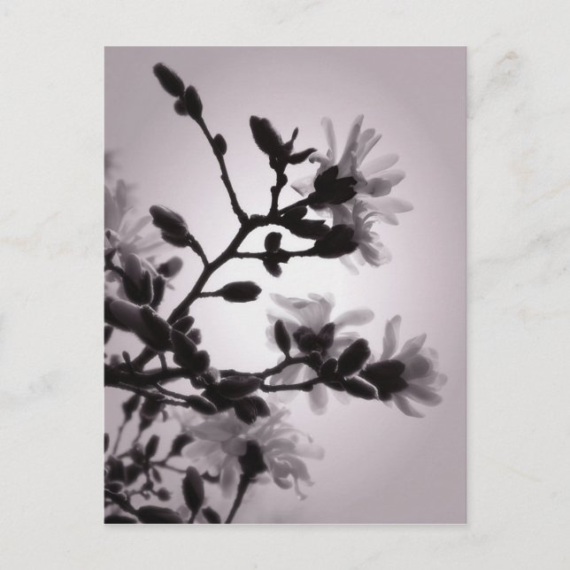 Spring Magnolia Postkarte (Vorderseite)