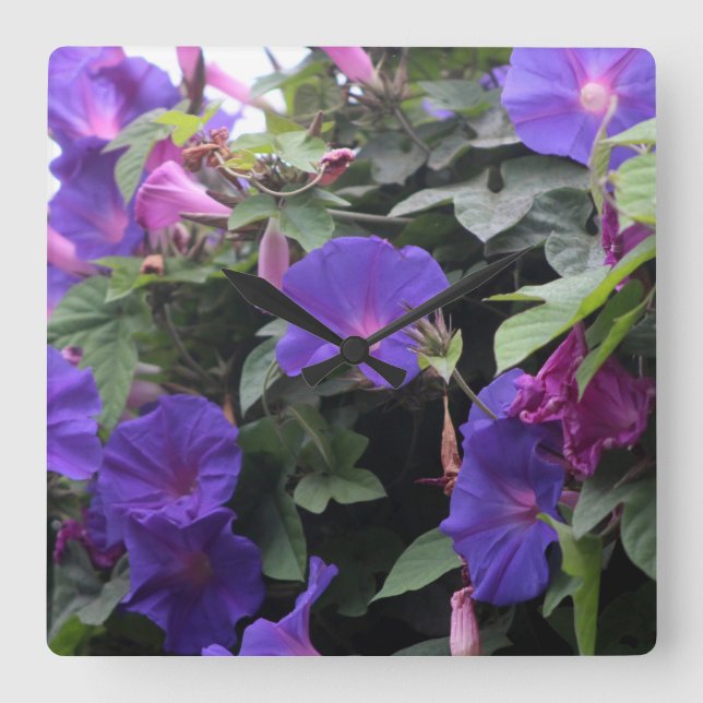 Spring Morning Glories in Blue Quadratische Wanduhr (Vorderseite)