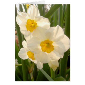 Spring Narcissi