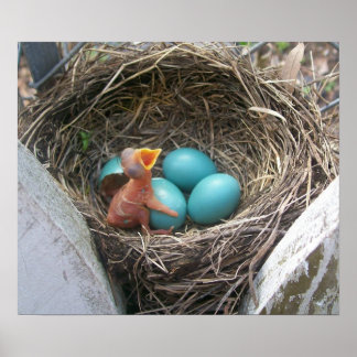 spring_new_born_firstborn poster