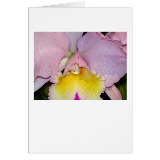 Spring Orchid (Vorne)