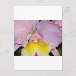 Spring Orchid Postkarte