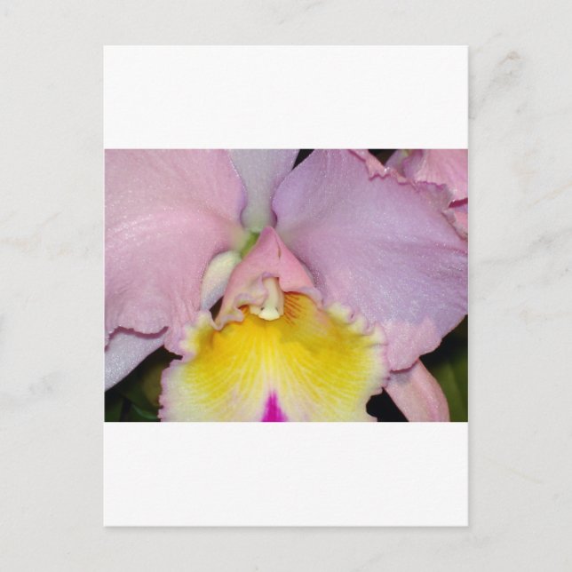 Spring Orchid Postkarte (Vorderseite)