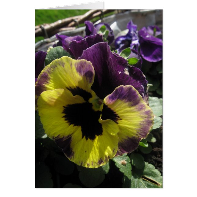Spring Pansy (Vorne)