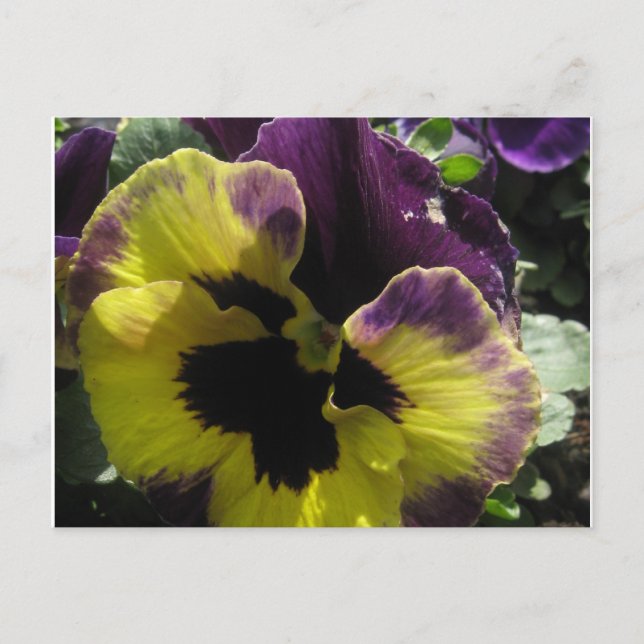 Spring Pansy Postkarte (Vorderseite)