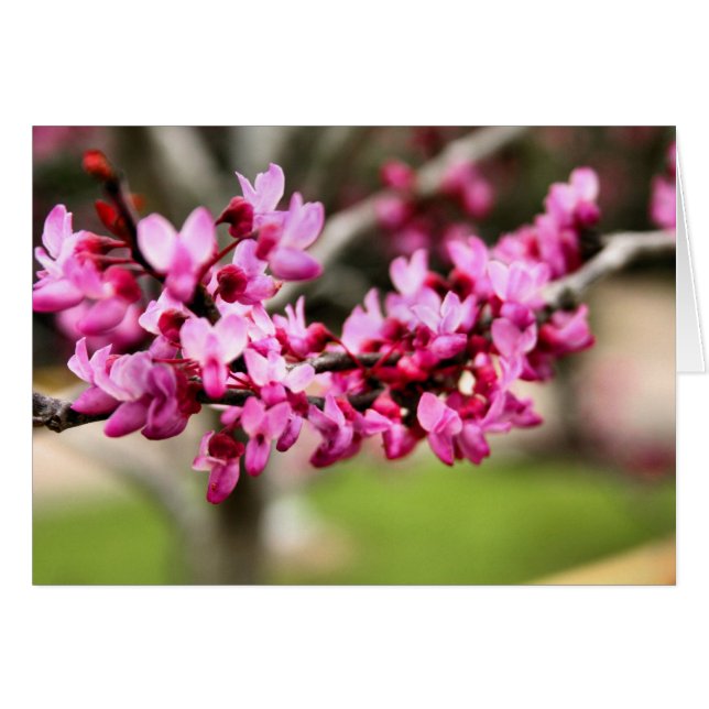 Spring Pink Card (Vorderseite (Horizontal))