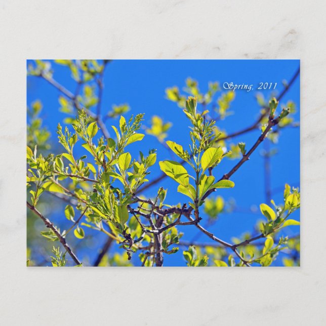 SPRING POSTKARTE (Vorderseite)