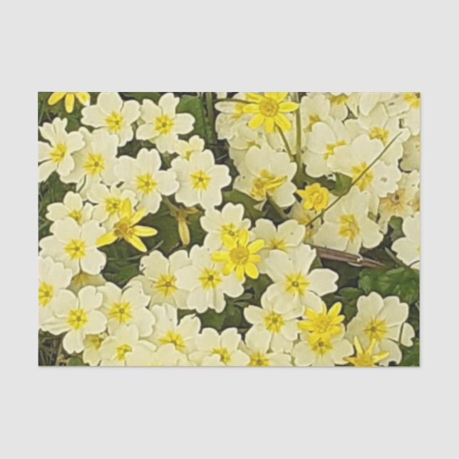 Spring Primrose Seidenpapier (Vorderseite)
