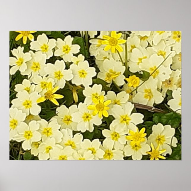 Spring Primroses Poster (Vorne)