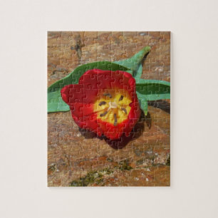 Spring Red Tulip