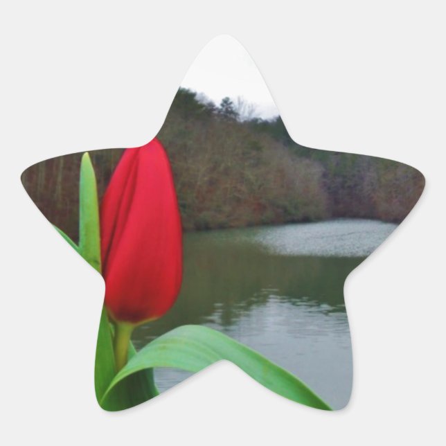 Spring Red Tulip at Lake Arrowhead Stern-Aufkleber (Vorderseite)