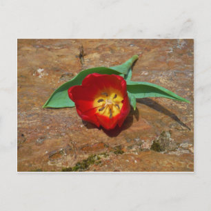 Spring Red Tulip Postkarte