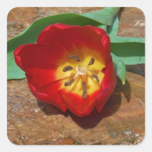 Spring Red Tulip Quadratischer Aufkleber