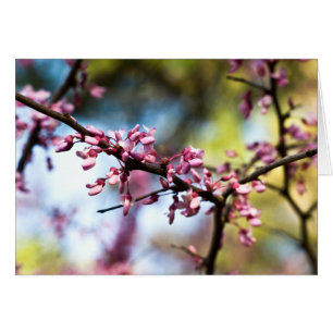 Spring Rhapsody