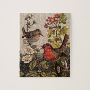 Spring Robin Birds Red Vogelbeobachtung