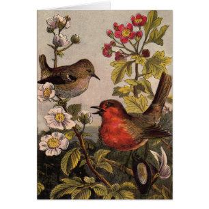 Spring Robin Birds Red Vogelbeobachtung