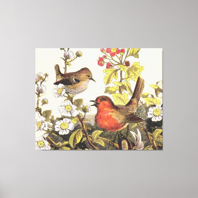 Spring Robin Birds Red Vogelbeobachtung Leinwanddruck (Vorderseite)
