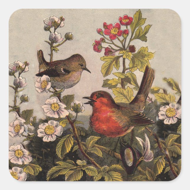 Spring Robin Birds Red Vogelbeobachtung Quadratischer Aufkleber (Vorderseite)
