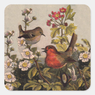 Spring Robin Birds Red Vogelbeobachtung Quadratischer Aufkleber