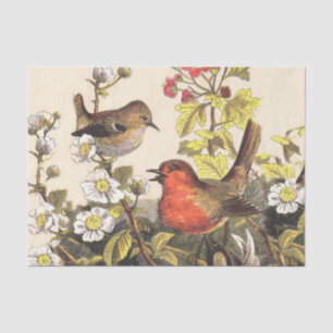 Spring Robin Birds Red Vogelbeobachtung Seidenpapier