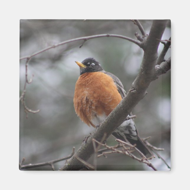 Spring Robin Magnet (Vorne)