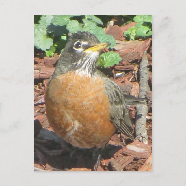 Spring Robin Postkarte (Vorderseite)