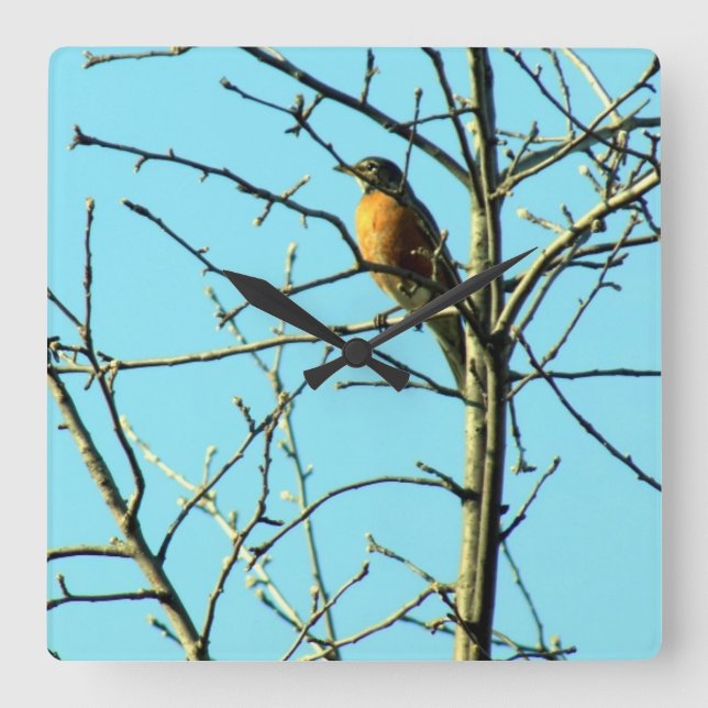 Spring Robin Quadratische Wanduhr (Vorderseite)
