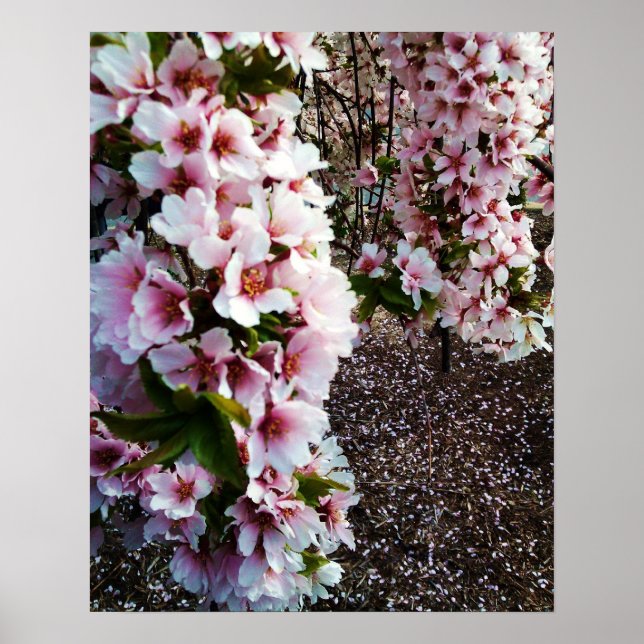 SPRING SCHAUTY JAPANESE MAGNOLIA Plakat (Vorne)