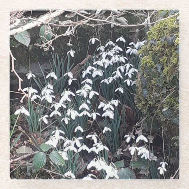 Spring Snowdrops Glass Untersetzer (Vorderseite)