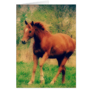 Spring Sorrel Toutes les occasions Carte de voeux