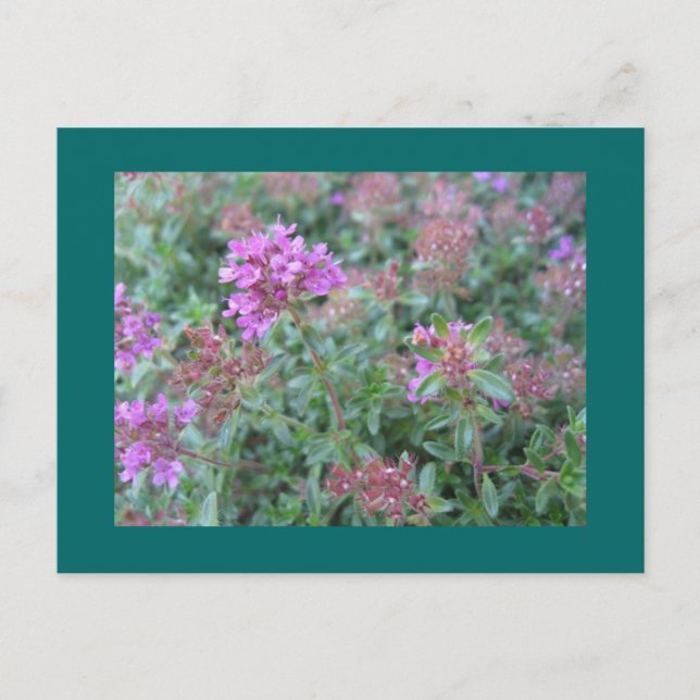 Spring Thyme Postcard Postkarte (Vorderseite)