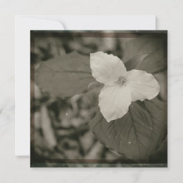 Spring Trillium Collodion Filter Mitteilungskarte