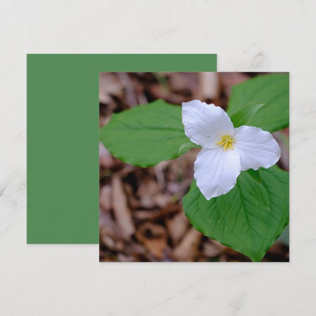Spring Trillium Color Unedited Photography  Mitteilungskarte (Vorne/Hinten)