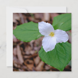 Spring Trillium Color Unedited Photography  Mitteilungskarte