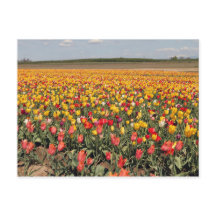 Spring Tulip Postcard