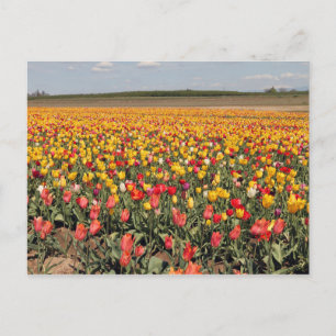 Spring Tulip Postcard Postkarte