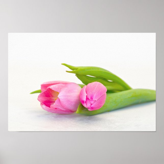 Spring Tulip Poster (Vorne)