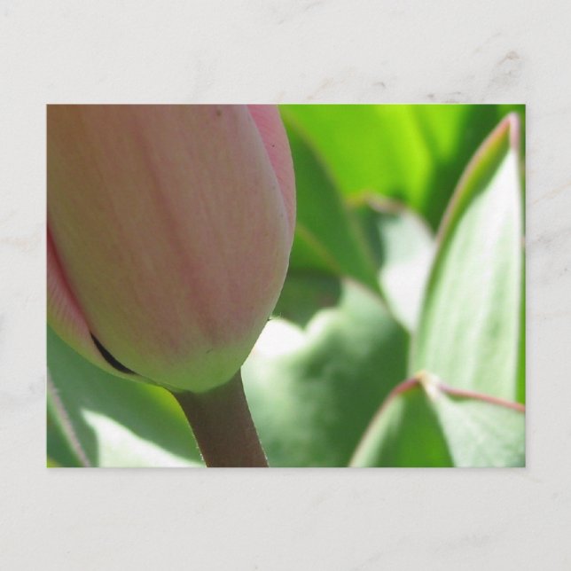 Spring Tulip Postkarte (Vorderseite)