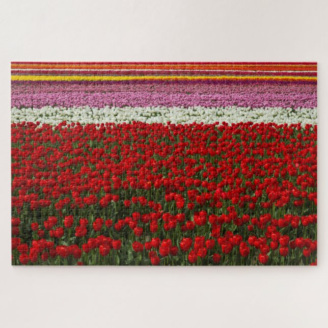Spring Tulip Super Challenge (Horizontal)