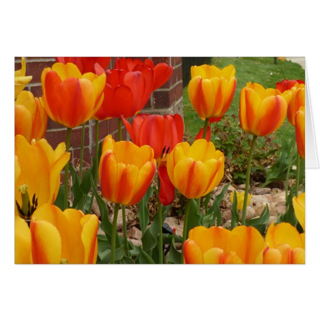 Spring Tulips Card (Vorderseite (Horizontal))