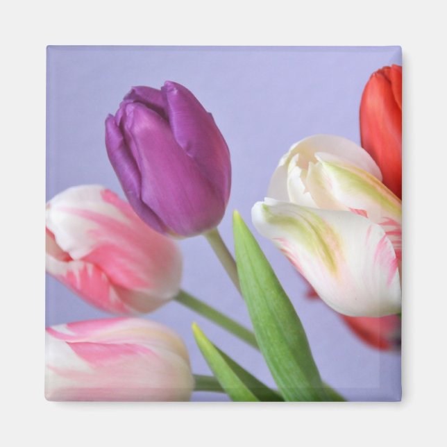 Spring Tulips Magnet (Vorne)