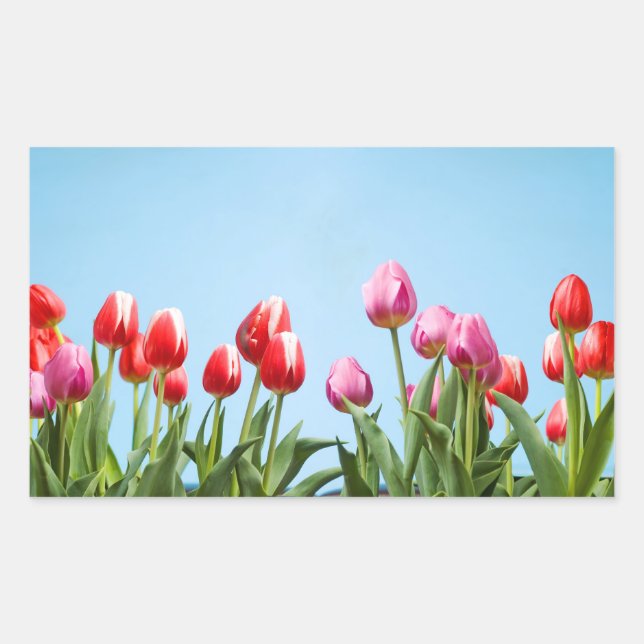 Spring Tulips Stickers (Vorderseite)